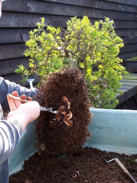 Here I am removing more off the old rootstub that was left for safety the last time this old Yamadori "Yew' was repotted. This "Yew" I found in the U.K, many years ago now and it is the first tree that I ever collected. This tree lost a lot off its vitality 2 years ago and some lower branches on the left were lost, but now it slowly recovered and it was safe to work on the roots again!